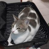 Foto del gato perdido en Perpignan