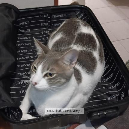 Foto 1/1 Tricoti Chat perdido en Perpignan