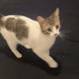 Foto del gato perdido en Pamiers