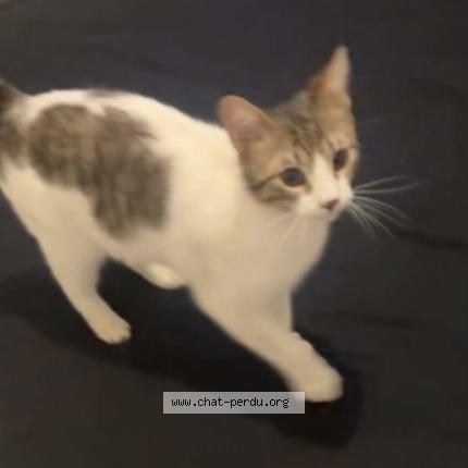 Foto 1/1 Nini Chat perdido en Pamiers
