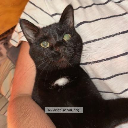 Foto 1/1 ROXY Chat perdido en Jurbise