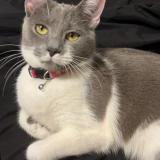 Foto del gato perdido en Kansas City Mo