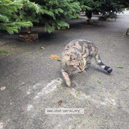 Foto 1/1 Gato encontrado Encontrado en Jonquieres