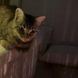 Foto del gato perdido en Beauzelle