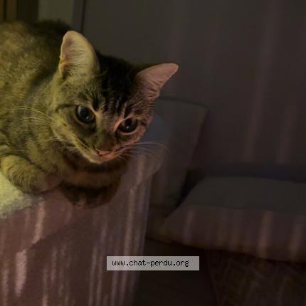 Foto 1/1 Minou Chat perdido en Beauzelle