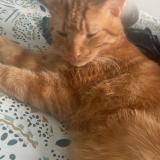 Foto del gato perdido en Saint Chamond