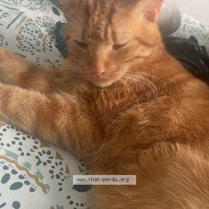 Foto 1/1 KHARBOUCH Chat perdido en Saint chamond