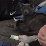 Foto del gato perdido en Prestonsburg