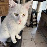 Foto del gato perdido en Cagnes Sur Mer