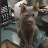 Foto del gato perdido en Prestonsburg