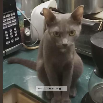 Foto 1/1 Little fella Chat perdido en Prestonsburg