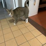 Foto del gato perdido en Vernon