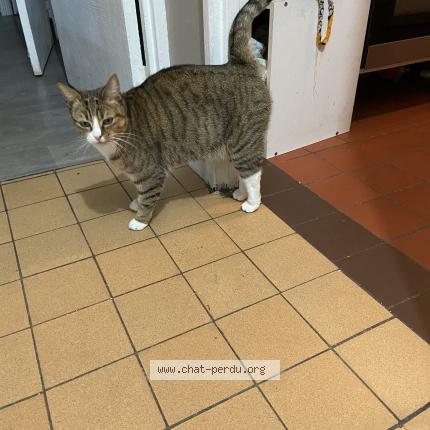 Foto 1/1 Kiara Chat perdido en Vernon