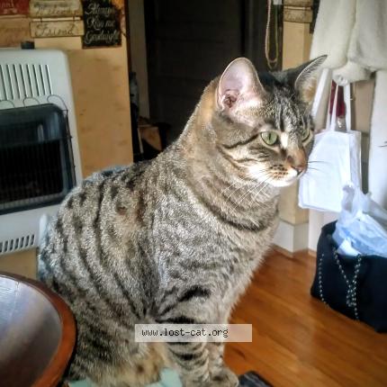 Foto 1/4 Jazmin Chat perdido en Sioux city