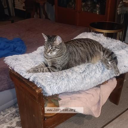 Foto 3/4 Jazmin Chat perdido en Sioux city