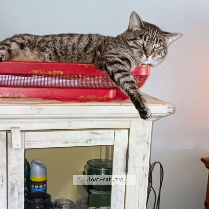 Foto 4/4 Jazmin Chat perdido en Sioux city