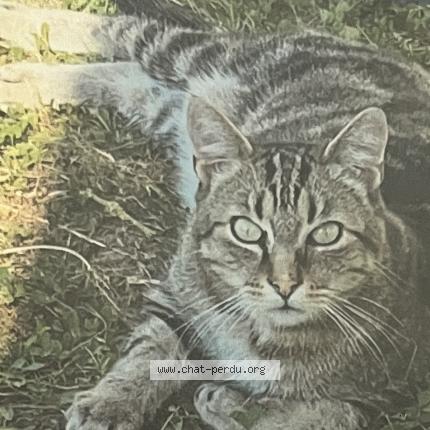 Foto 1/1 Loulou Chat perdido en Tours