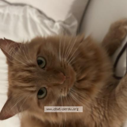 Foto 1/1 Simba Chat perdido en Vannes