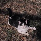 Foto del gato perdido en Courtry