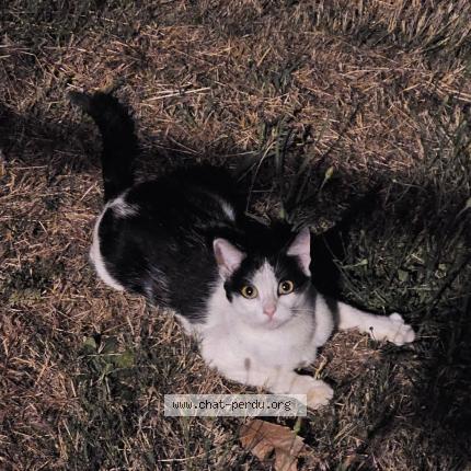 Foto 1/1 Sunny Chat perdido en Courtry