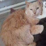 Foto del gato perdido en La Fleche