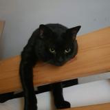 Foto del gato perdido en Epinay Sur Seine