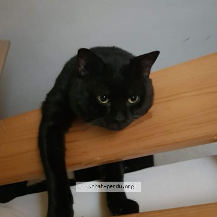 Foto 1/1 Minou Chat perdido en Epinay sur seine