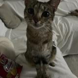 Foto del gato perdido en Venissieux