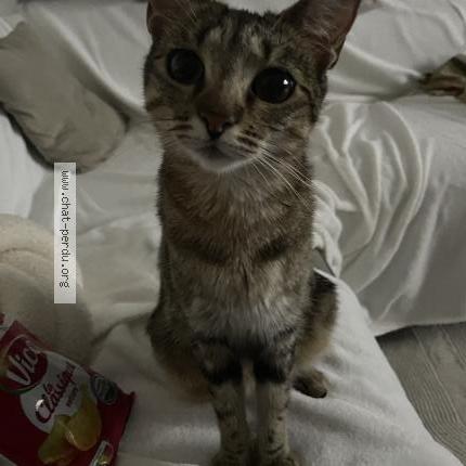 Foto 1/1 Mimi Chat perdido en Venissieux