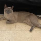 Foto del gato perdido en Lyon