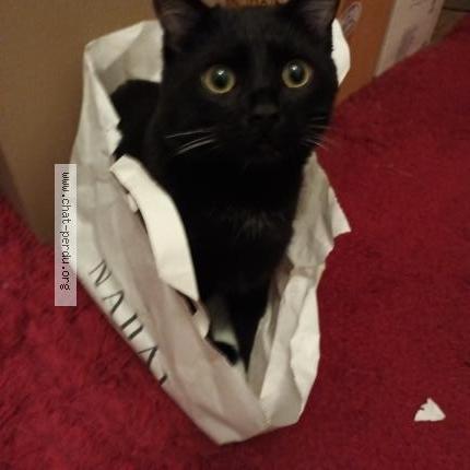 Foto 1/1 Tippy Chat perdido en St maurice fessard