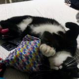 Foto del gato perdido en Louisville