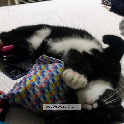 Foto 1/1 Johnny Chat perdido en Louisville