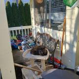 Foto de gato encontrado en Vancouver