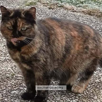 Foto 1/1 Stella Chat perdido en Saint victor malescours