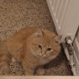 Foto del gato perdido en Aix En Provence