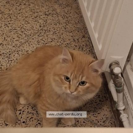 Foto 1/1 Chouchou Chat perdido en Aix en provence