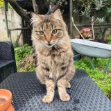 Foto del gato perdido en Chateaurenard