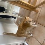 Foto del gato perdido en Montreuil