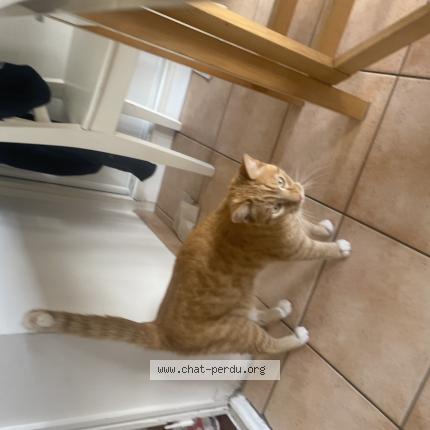 Foto 1/1 Gato encontrado Perdido en Montreuil