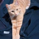 Foto del gato perdido en Saint Selve