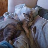 Foto del gato perdido en Meylan