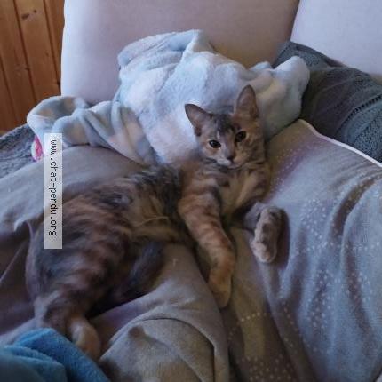 Foto 1/1 Dovah Chat perdido en Meylan