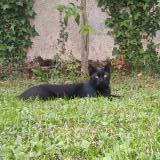 Foto del gato perdido en Cenon