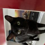 Foto del gato perdido en Le Quesnoy