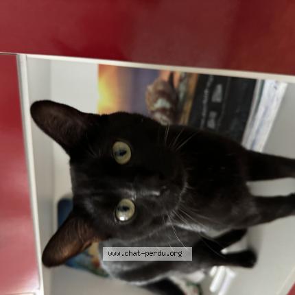 Foto 1/1 Sonic Chat perdido en Le quesnoy