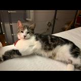 Foto del gato perdido en Saint Zacharie