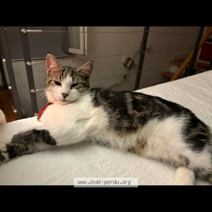 Foto 1/1 Djef Chat perdido en Saint zacharie