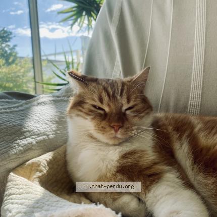 Foto 1/1 Rookie Chat perdido en Frontignan