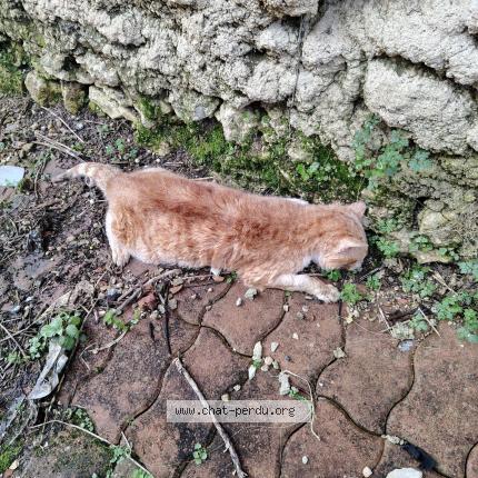Foto 1/1 Gato encontrado Encontrado en Cognac